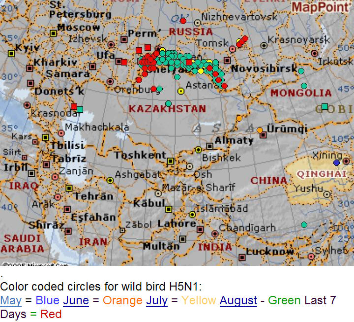 Bird flu outbreaks as of 23-Aug-2005<font size=-2>(Source: Recombinomics.com)</font>