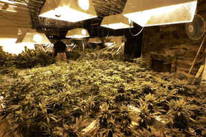 Indoor pot operating using sophisticated irrigation, ventilation and lighting <font size=-2>(Source: LA Times)</font>