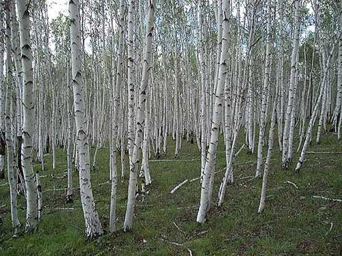 Birch Trees in Siberia, Russia (Alexander Krivenyshev)