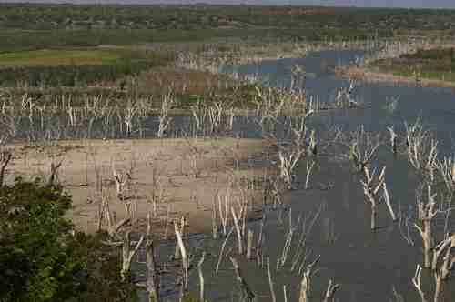 Trees that were once mostly submerged are now high and dry (Texas Tribune)