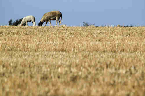 A pair of sheep attempt to graze on a parched pasture as a severe drought takes its toll in Koritna, eastern Croatia, on August 21 (Reuters)