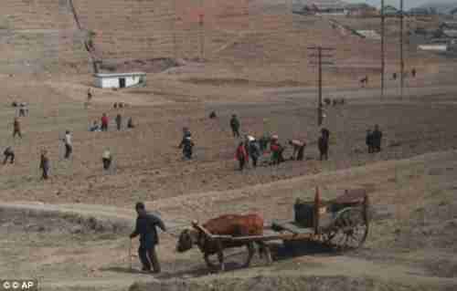 The farms near Pyongyang are barren because of a drought last year (AP)