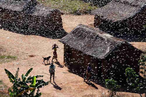 Locust swarm in Madagascar (FAO)