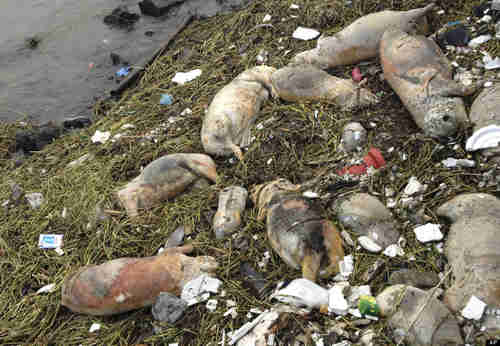 Dead pigs along the riverbank near Shanghai (AP)