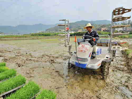 Farmer plants rice seedlings in southeast China's Fujian Province, a region heavily contaminated with cadmium.  (Xinhua)