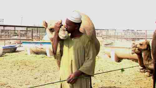 Camel traders can become infected with MERS by contact with camels (BBC)