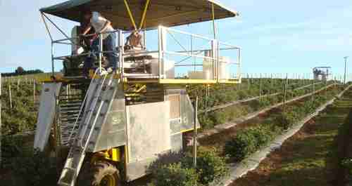 Littau ORXL Over-the-Row Berry Harvester has a harvesting speed of about 1.0 mph for picking blueberries and blackberries.  (Littau)