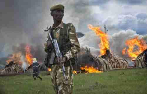 Pyres of ivory burn in Nairobi National Park in Kenya on Saturday (AP)