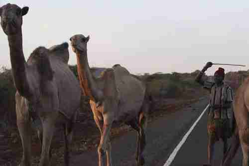 A herder walks home with his camels in Kenya in January, after walking kilometers in search of pasture and water during drought. (The Nation)