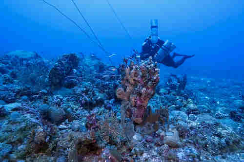 A diver checks out the coral cover during an expedition at Benham Rise last May 2016.  (Oceana Philippines)