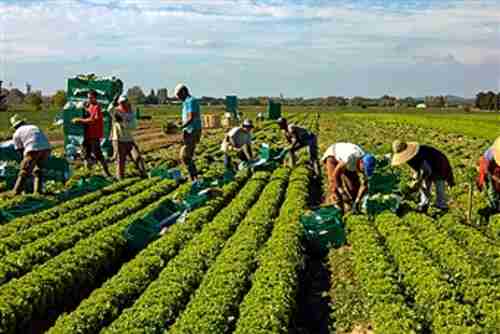 Migrant workers in France (Getty)