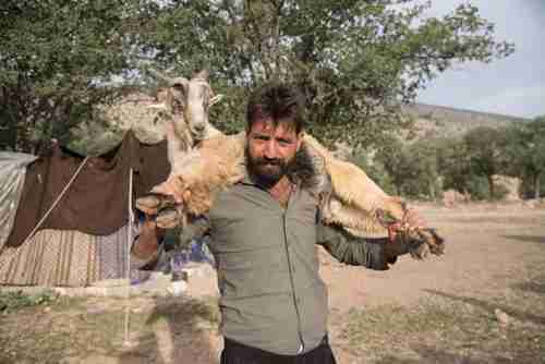 An Iranian Qashqai nomad carries a live goat from his herd