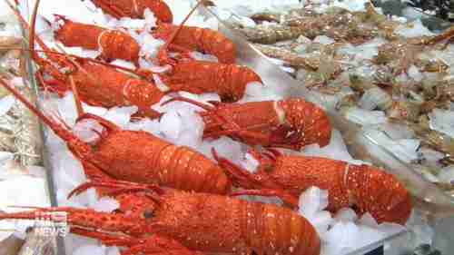 Australian crayfish are one of the products targeted by China (9News)